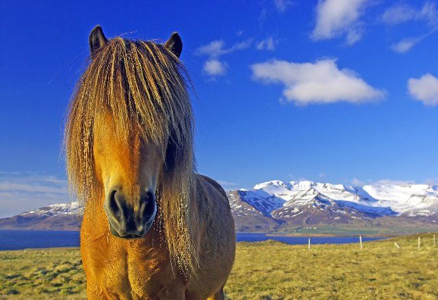 Brown Icelandic horse, mane hanging down into the face, snow-capped mountains in the background, Skagarfjördur, Höfsos, Scandinavia, Iceland