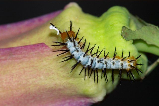 Passion-vine butterfly (Heliconius), caterpillar, passion