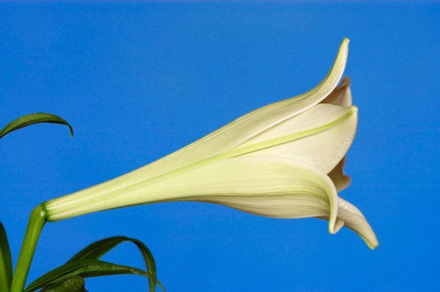 Lily (Lilium longiflorum hybride