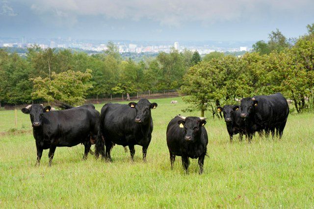 Domestic cattle, herd of Dexter cattle, standing in pasture with town in distance, Bradford, West Yorkshire, England, United Kingdom