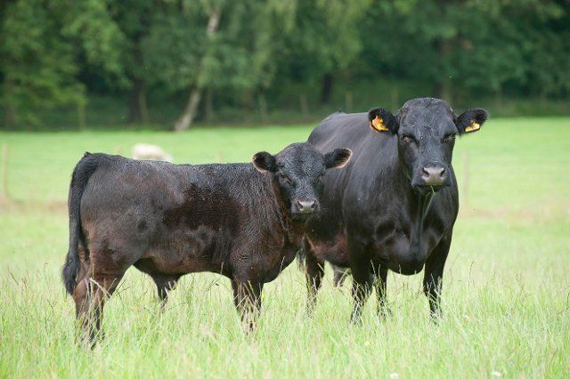Domestic cattle, Dexter cow and calf, standing on pasture, Bradford, West Yorkshire, England, United Kingdom