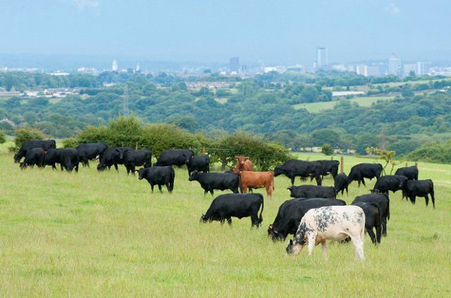 Domestic cattle, Dexter, British Blue and Aberdeen-Angus cattle herd grazing on pasture with town in the distance, Bradford, West Yorkshire, England, United Kingdom