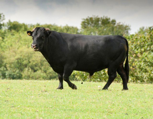 Domestic cattle, Dexter bull, grazing, Bradford, West Yorkshire, England, United Kingdom