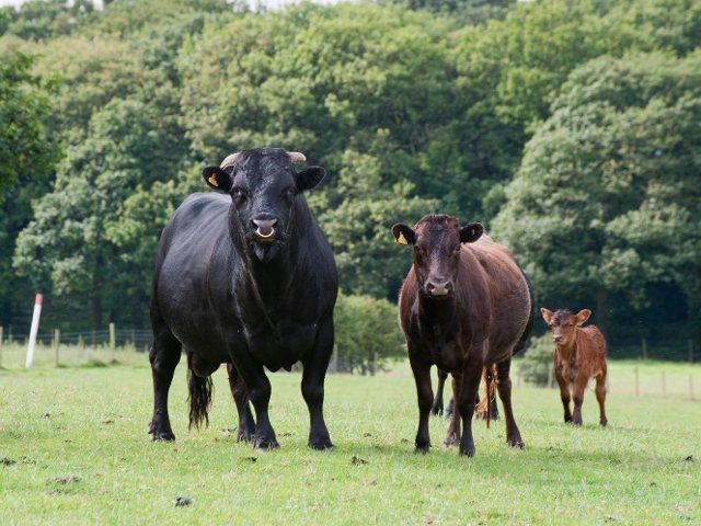 Domestic cattle, Dexter bull, cow and calf, standing on pasture, Bradford, West Yorkshire, England, United Kingdom