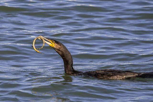 Great cormorant (Phalacrocorax carbo) swimming along the North Sea coast with caught greater pipefish (Syngnathus acus) in