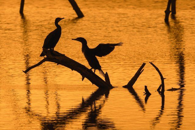 Two great cormorants perched on dead tree trunk in lake stretching wings for drying at sunset, Marquenterre park, Bay of the Somme, France