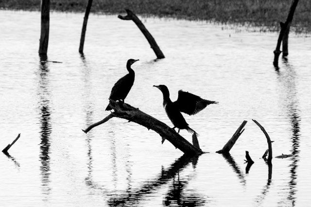 Two great cormorants (Phalacrocorax carbo) perched on dead tree trunk in lake stretching wings for drying, Marquenterre park, Bay of the Somme, France