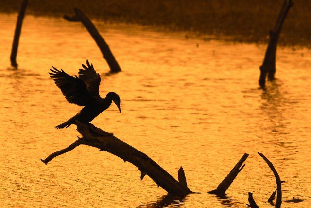 Great cormorant (Phalacrocorax carbo) perched on dead tree trunk in lake stretching wings for drying silhouetted at sunset, Bay of the Somme, France