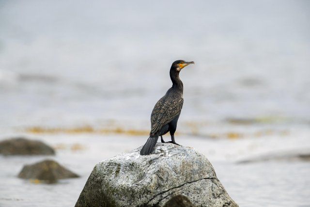 Great cormorant (Phalacrocorax carbo) resting on boulder in sea along the coast in