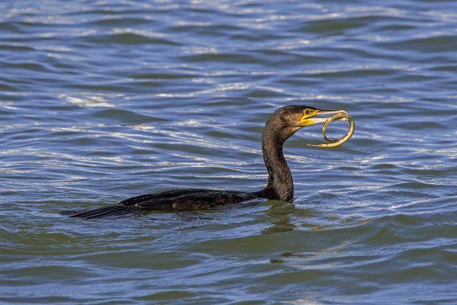 Great cormorant (Phalacrocorax carbo) swimming along the North Sea coast with caught greater pipefish (Syngnathus acus) in