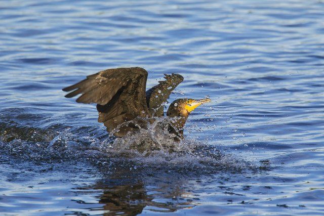 Great cormorant, great black cormorant (Phalacrocorax carbo) landing on water in