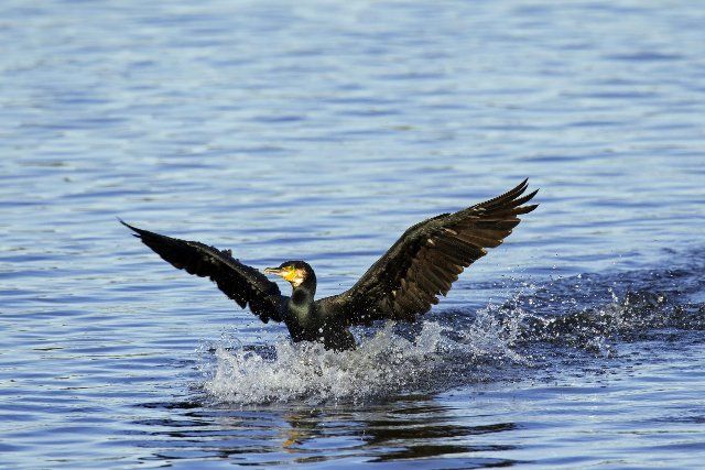 Great cormorant, great black cormorant (Phalacrocorax carbo) landing on water in