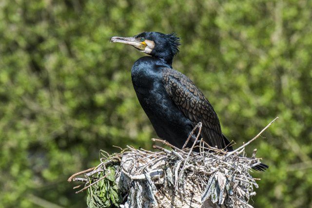 Great cormorant, great black cormorant (Phalacrocorax carbo) sitting on big nest made of branches in
