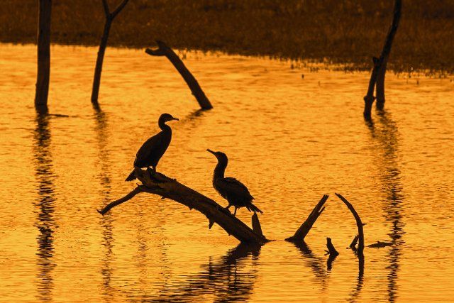 Two great cormorants (Phalacrocorax carbo) perched on dead tree trunk in lake silhouetted at sunset, Marquenterre park, Bay of the Somme, France