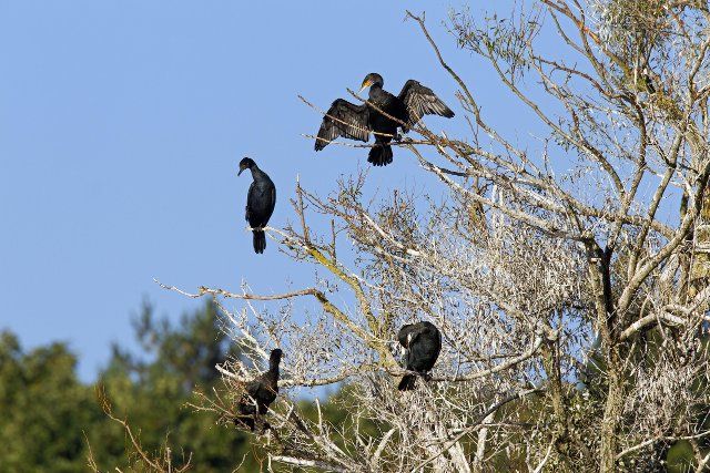 Great cormorant (Phalacrocorax carbo) spreading wings in colony perched in dead tree in