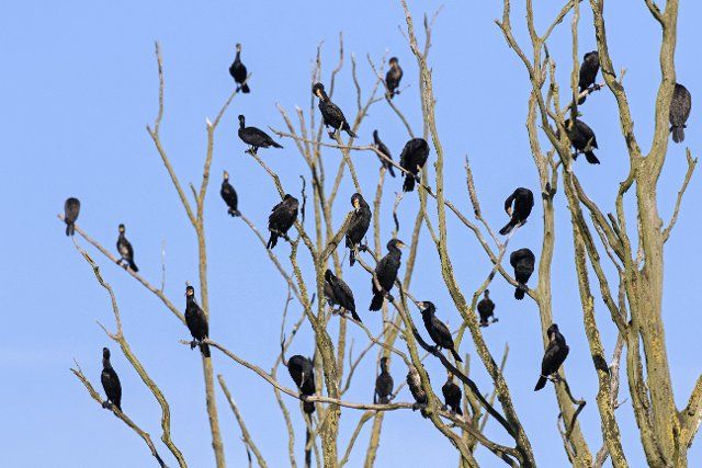 Colony of great cormorants (Phalacrocorax carbo) perched in dead tree in
