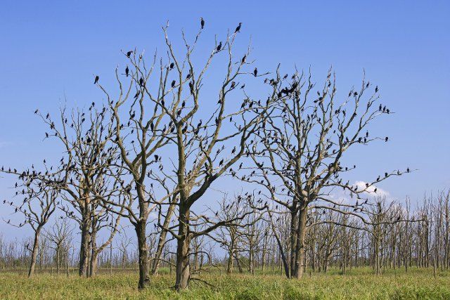 Great cormorants (Phalacrocorax carbo) colony perched in dead trees in summer, Anklamer Stadtbruch nature reserve, Mecklenburg-West Pomerania, Germany