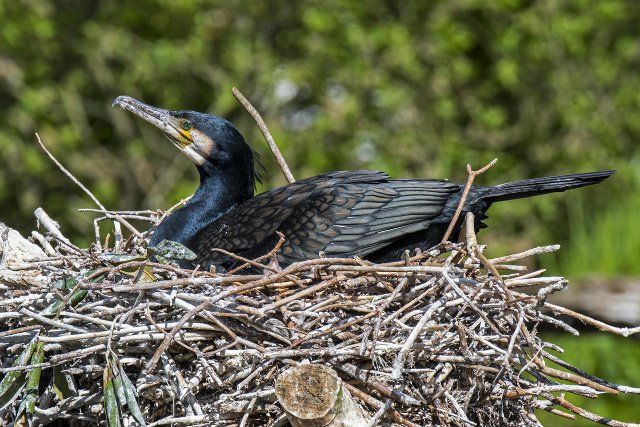 Great cormorant, great black cormorant (Phalacrocorax carbo) breeding eggs on big nest made of branches in