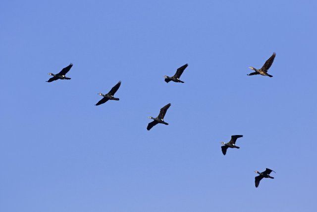 Great cormorants, great black cormorant (Phalacrocorax carbo) flock flying in V-formation against blue