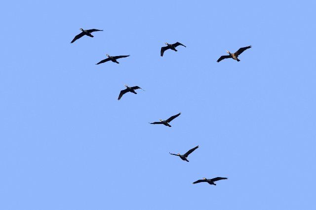 Great cormorants, great black cormorant (Phalacrocorax carbo) flock flying in V-formation against blue