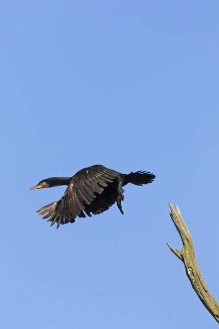 Great cormorant, great black cormorant (Phalacrocorax carbo) taking off from dead tree in