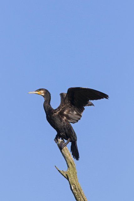 Great cormorant, great black cormorant (Phalacrocorax carbo) perched in dead tree and flapping wings in
