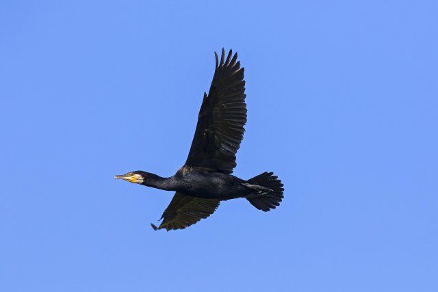 Great cormorant, great black cormorant (Phalacrocorax carbo) flying against blue sky in