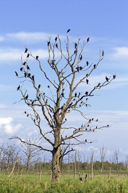 Great cormorants (Phalacrocorax carbo) colony perched in dead tree in summer, Anklamer Stadtbruch nature reserve, Mecklenburg-West Pomerania, Germany