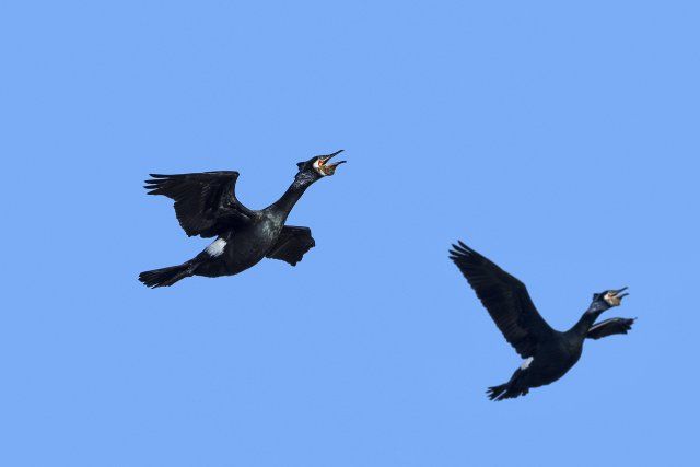 Two great cormorants, great black cormorants (Phalacrocorax carbo) in breeding plumage calling in flight against blue sky in late