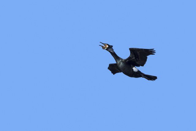 Great cormorant, great black cormorant (Phalacrocorax carbo) in breeding plumage calling in flight against blue sky in late
