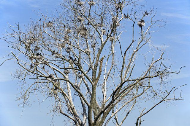Colony of great cormorants (Phalacrocorax carbo) nesting in dead tree in