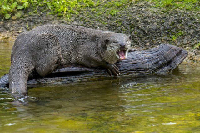 Smooth-coated otter (Lutrogale perspicillata) (Lutra perspicillata) calling from river bank, native to the Indian subcontinent and Southeast