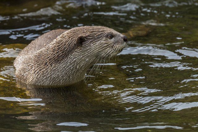 Smooth-coated otter (Lutrogale perspicillata) (Lutra perspicillata) foraging in stream, native to the Indian subcontinent and Southeast