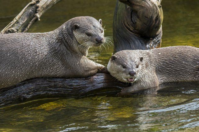 Two smooth-coated (Lutrogale perspicillata) otters (Lutra perspicillata) in river native to the Indian subcontinent and Southeast