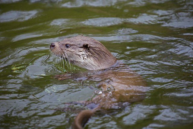 European river otter (Lutra lutra) swimming in water of stream