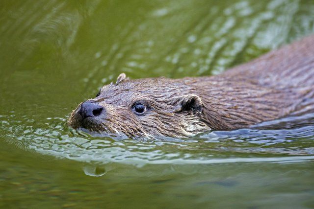 Close up of European river otter (Lutra lutra) swimming in water of stream