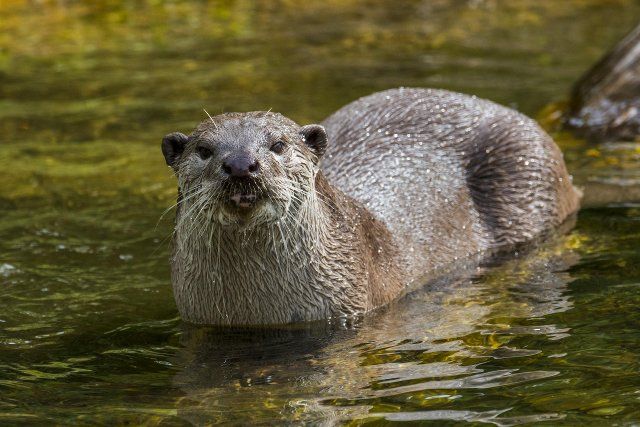 Smooth-coated otter (Lutrogale perspicillata) (Lutra perspicillata) foraging in stream, native to the Indian subcontinent and Southeast