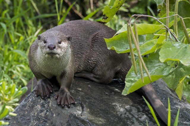 Smooth-coated otter (Lutrogale perspicillata) (Lutra perspicillata) on river bank, native to the Indian subcontinent and Southeast