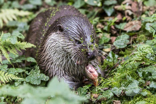European River Otter (Lutra lutra) eating caught fish in
