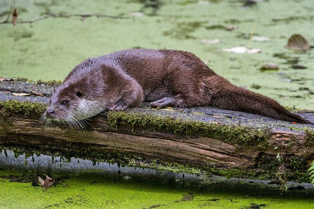 European River Otter (Lutra lutra) scent-marking log over pond by crawling on its belly and chin rubbing, thus spreading odour from