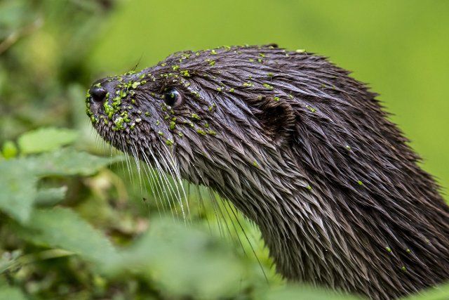 Close up portrait of European River Otter (Lutra lutra) in pond covered in