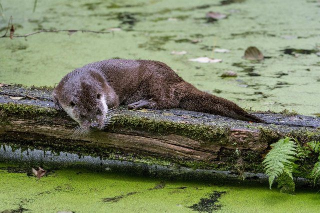 European River Otter (Lutra lutra) scent-marking log over pond by crawling on its belly and chin rubbing, thus spreading odour from