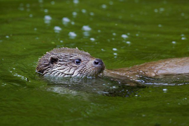 European River Otter (Lutra lutra) swimming on its back in