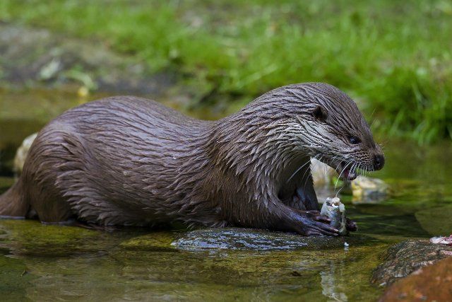 European River Otter (Lutra lutra) eating fish in