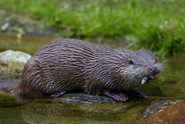 European River Otter (Lutra lutra) eating fish in