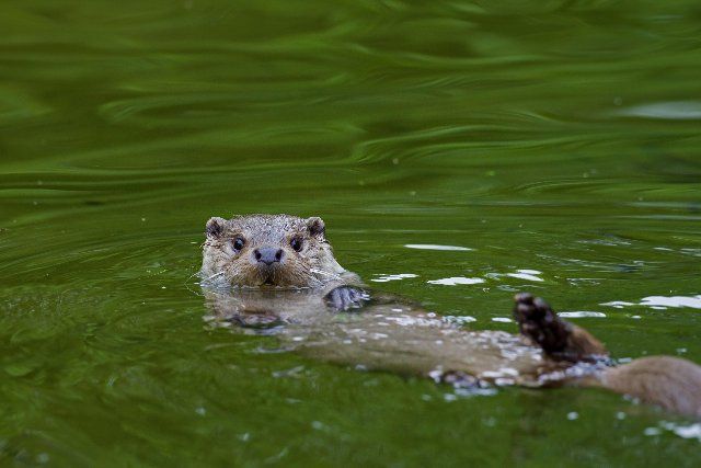 European River Otter (Lutra lutra) swimming on its back in