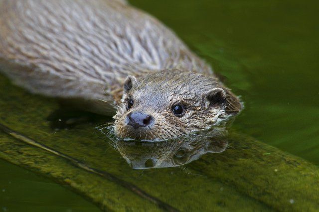 European River Otter (Lutra lutra) close up in