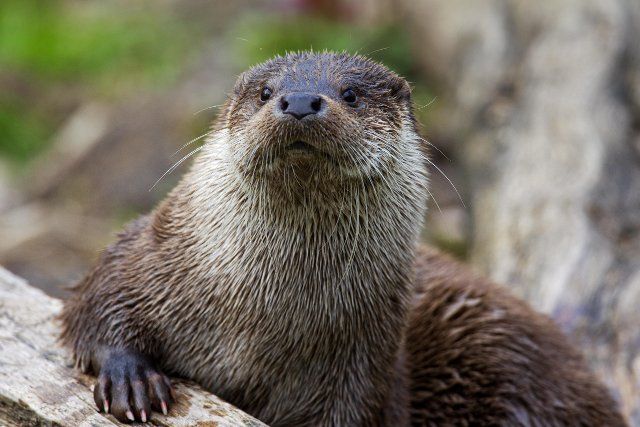 European otter (Lutra lutra) close-up portrait, Germany