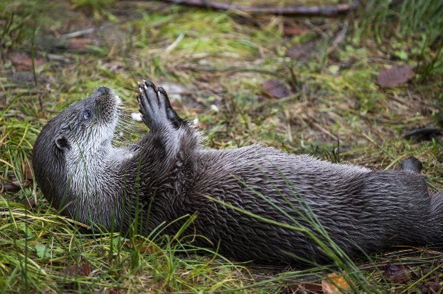 European River Otter (Lutra lutra) lying on its back on the