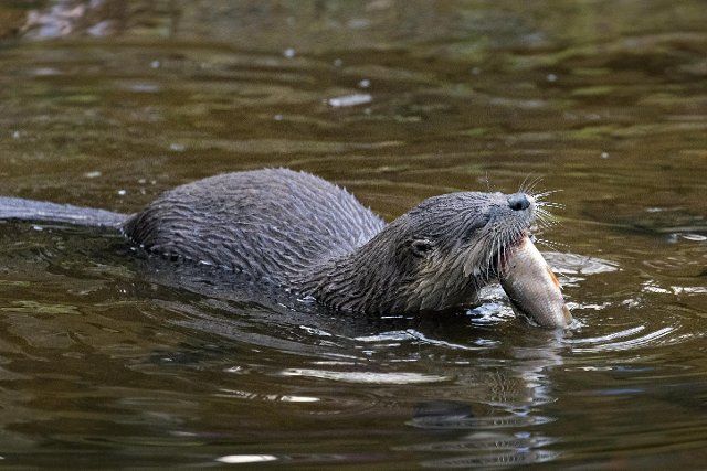 Eurasian otter (Lutra lutra), European river otter eating caught freshwater fish in water of